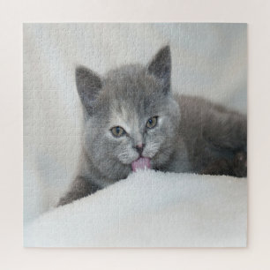Puzzle Kitts gris Licking Neige
