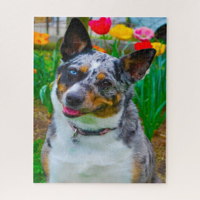 Puzzle Koolie Chien. (Vertical)