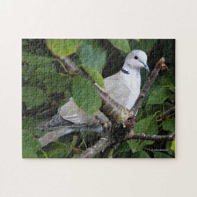 Puzzle La colombe à collier eurasienne sur le cerisier (Horizontal)