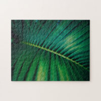 La Feuille verte Forêt tropicale Nature Photo