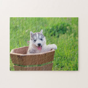 Puzzle La marionnette sibérienne Husky dans un pot