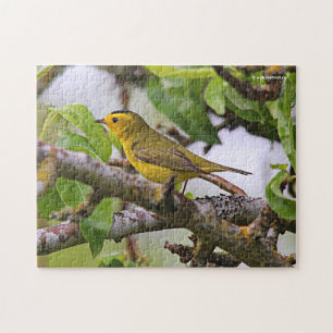 Puzzle La Paruline de Wilson dans l'arbre à poires