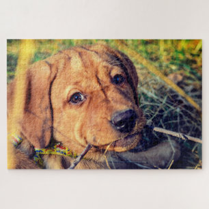 Puzzle Labrador Puppy