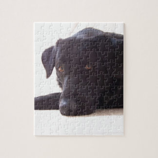 Puzzle labrador retriever