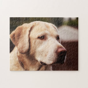 Puzzle Labrador Retriever