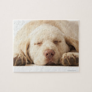 Puzzle Labrador retriever jaune