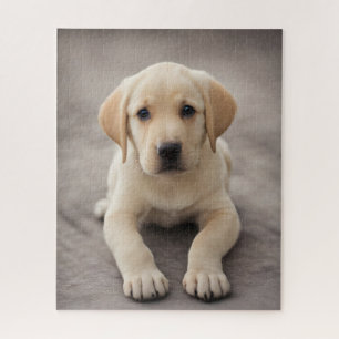 Puzzle Labrador Retriever Puppy