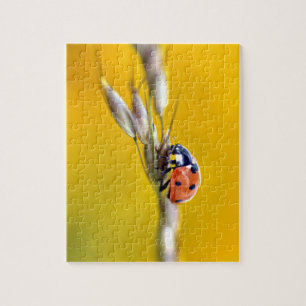 Puzzle Ladybug sur la carte postale tige