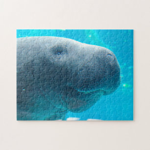 Puzzle Lamantin en Floride