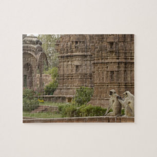 Puzzle Langurs d'Hanuman ou langur gris, commun ou à face