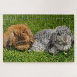 Puzzle Lapin Lapin Lapin Mini Lop de Lionhead Holland
