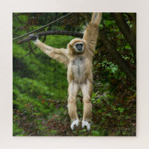 Puzzle Lar Gibbon suspendu de l'arbre