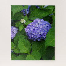 Lavender Hydrangea