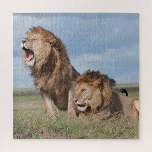 Puzzle Lazy Lion Brothers sur la savane