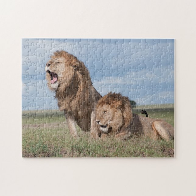 Puzzle Lazy Lion Brothers sur la Savannah (Horizontal)