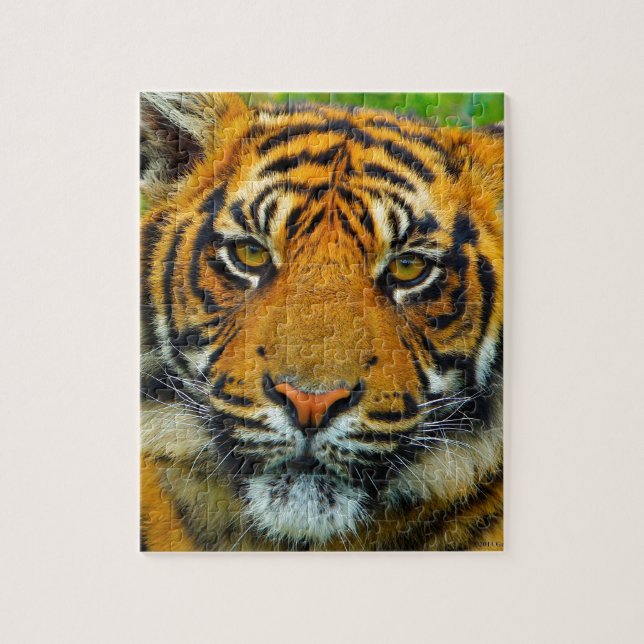 Puzzle L'Dernier TIger (Vertical)