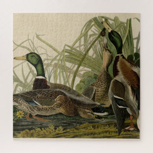 Puzzle Le canard colvert des oiseaux d'Amérique d'Audubon