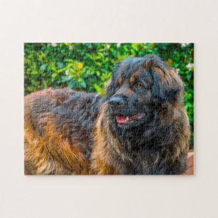 Puzzle Le Chien Leonberger Élevait Jigsaw.