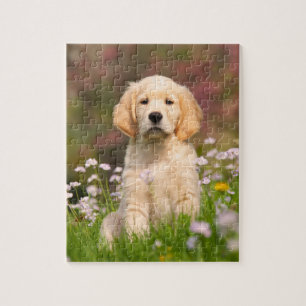 Puzzle Le chiot Golden Retriever et le joli Goldie