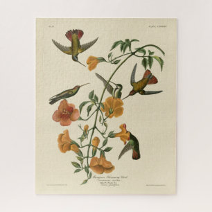 Puzzle Le colibri mangue des oiseaux d'Amérique d'Audubon