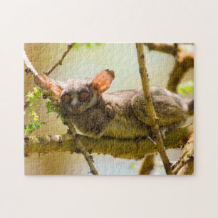 Puzzle Le Galago du Sénégal (Galago Senegalensis)