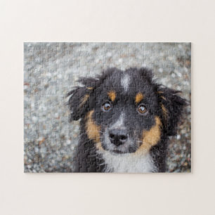 Puzzle Le joli portrait de chiot australien