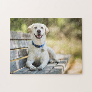 Puzzle Le Labrador Jaune Pose Sur Le Banc