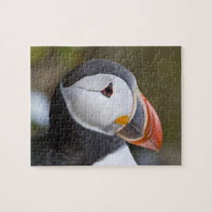Puzzle Le Macareux atlantique, un oiseau de mer pélagique