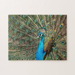 Puzzle Le paon bleu