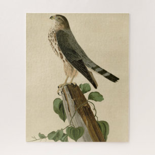 Puzzle Le Petit Caporal (Merlin) Audubon Birds of America