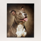 Le pitbull bleu américain