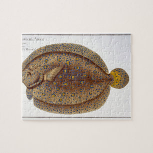 Puzzle Le plat XLVI de flet d'Argus (Pleuronectes Argus)