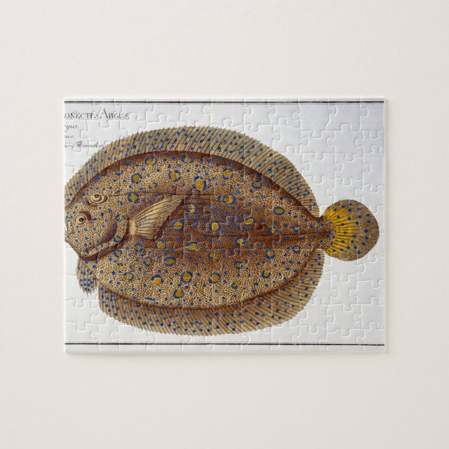 Puzzle Le plat XLVI de flet d'Argus (Pleuronectes Argus) (Horizontal)