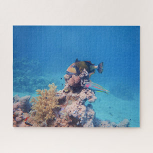 Puzzle Le poisson-trémie repose sur un bloc corallien à l