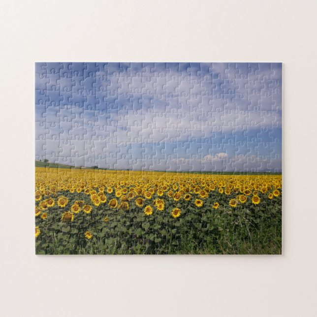 Puzzle Le terrain de tournesol (Horizontal)