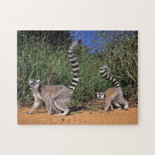 Puzzle Lémuriens (Lemur Catta), Berenty