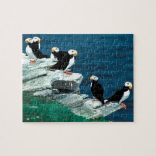 Puzzle Les macareux de l'Alaska ont fait varier le pas