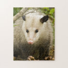 Les opossums sont jolis - opossum Didelphimorphia