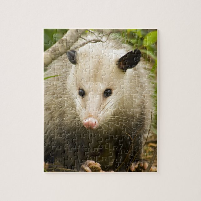 Puzzle Les opossums sont jolis - opossum Didelphimorphia (Vertical)
