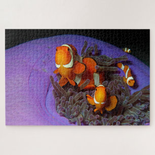 Puzzle Les poissons clowns sont toujours en mouvement   A