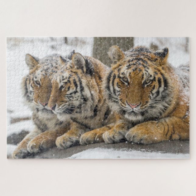 Puzzle Les tigres d'hiver se serrent la neige (Horizontal)