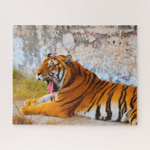 Puzzle Les Tigres Gros Chats.