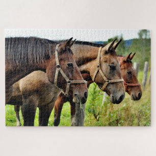 Puzzle Les Trois Amigos Étonnant Les Amis Du Cheval