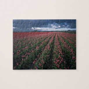 Puzzle Les tulipes roses et rouges brillent sous l'obscur
