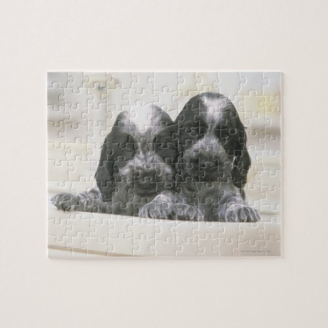 Puzzle L'Espagnol Cocker Anglais est une race de chien. I (Horizontal)