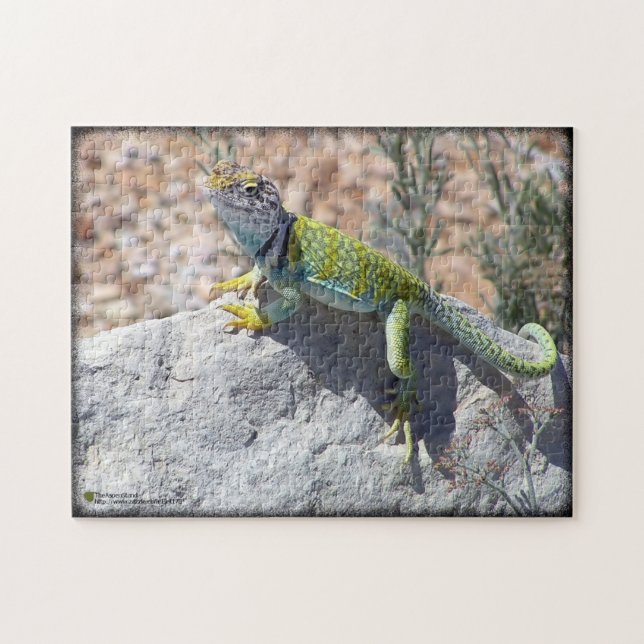 Puzzle Lézard Occidental Coloré Sur Rock Photo (Horizontal)