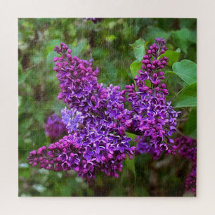 Puzzle Lilacs violets sur une impression acrylique du pri