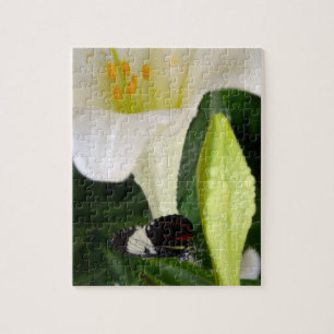 Puzzle Lily et papillon