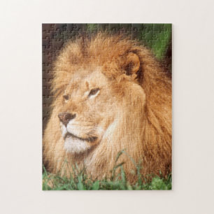 Puzzle Lion adulte mâle