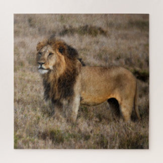 Puzzle Lion africain sauvage